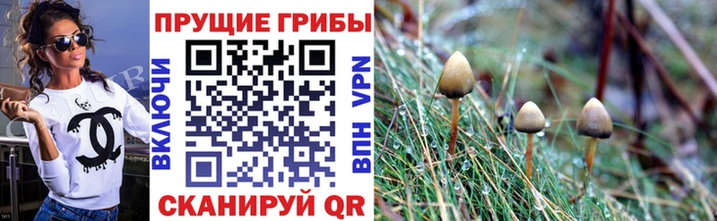 Псилоцибиновые грибы Magic Shrooms  цена   Трубчевск 